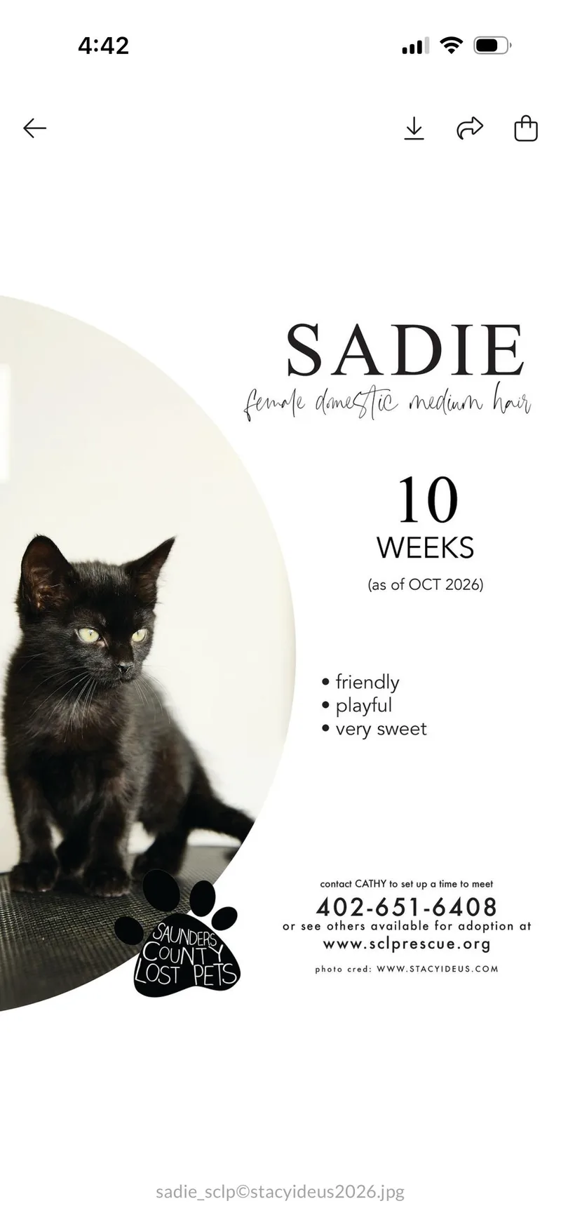 A baby medium-sized female Domestic Medium Hair cat named Sadie for adoption in Wahoo, NE