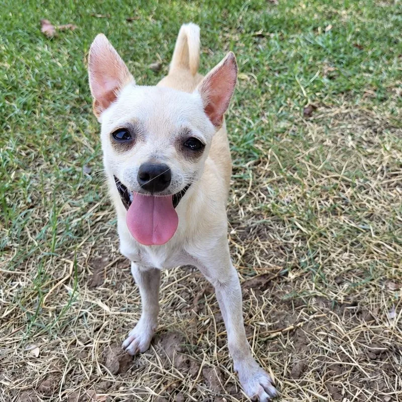A young small-sized male Chihuahua dog named Pika for adoption in Colleyville, TX