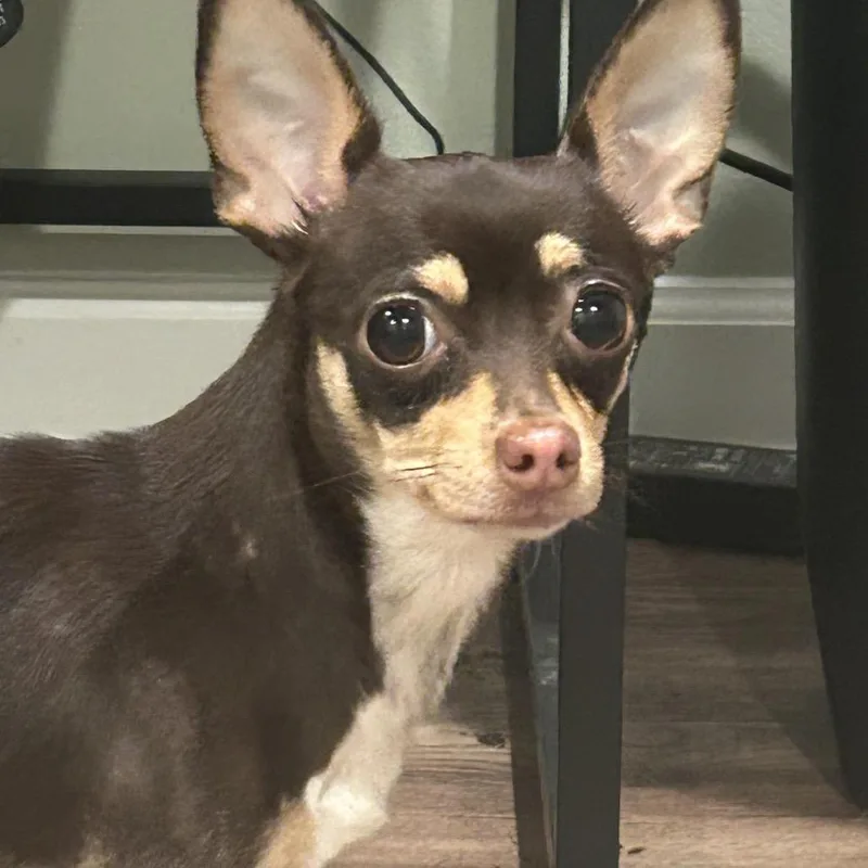 A young small-sized female Brown / Chocolate Chihuahua dog named Betty Davis for adoption in Rockville, MD