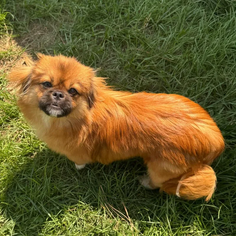 A young small-sized male Red / Chestnut / Orange Pekingese dog named Squeegee Bear for adoption in Houston, TX