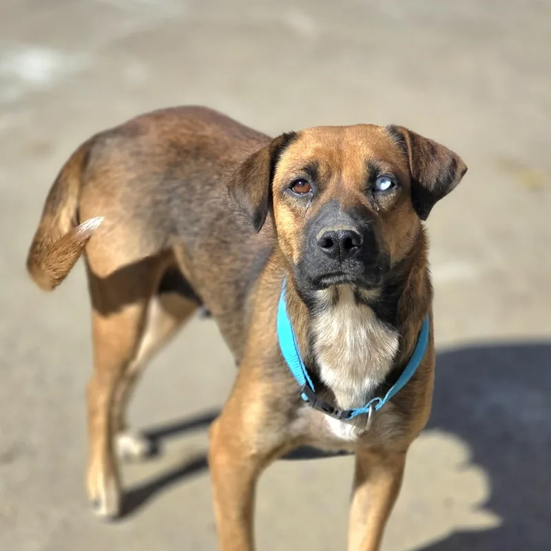 An adult medium-sized female Australian Cattle Dog / Blue Heeler dog named Hazel for adoption in Walthill, NE