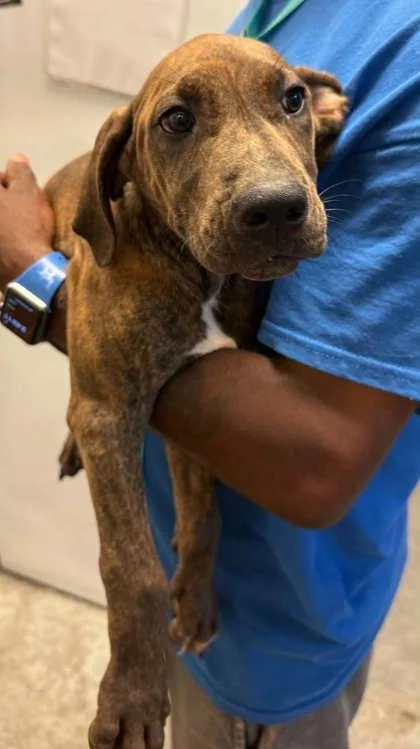 A young medium-sized male Mountain Cur dog named Samuel for adoption in Bowling Green, KY