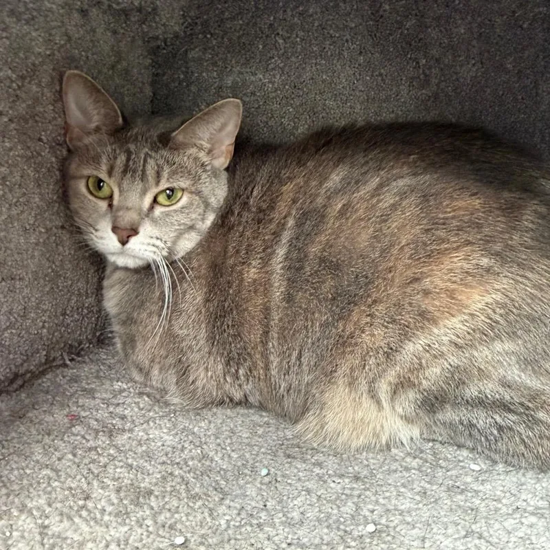 An adult large-sized female Domestic Short Hair cat named Trixie for adoption in Chicago, IL