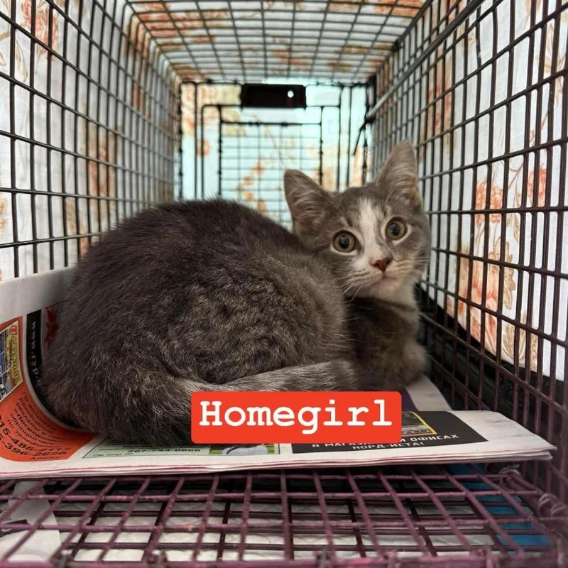 A baby small-sized female White Domestic Short Hair cat named Homegirl for adoption in Philadelphia, PA