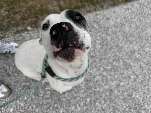 An adult large-sized female Dogo Argentino dog named Frittata for adoption in Indianapolis, IN