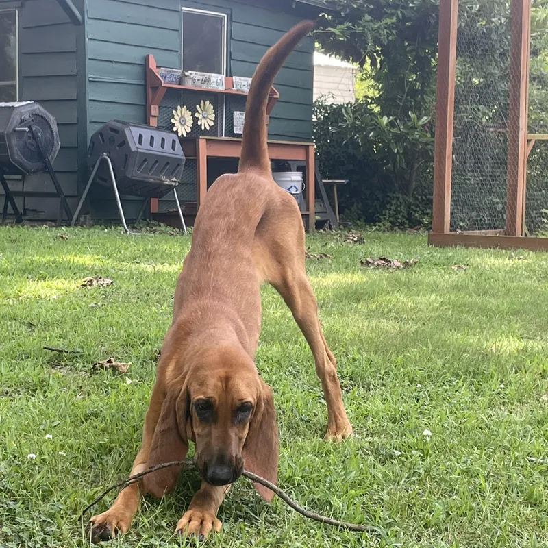 A baby extra large-sized female Red / Chestnut / Orange Bloodhound dog named Luann for adoption in Blairstown, NJ