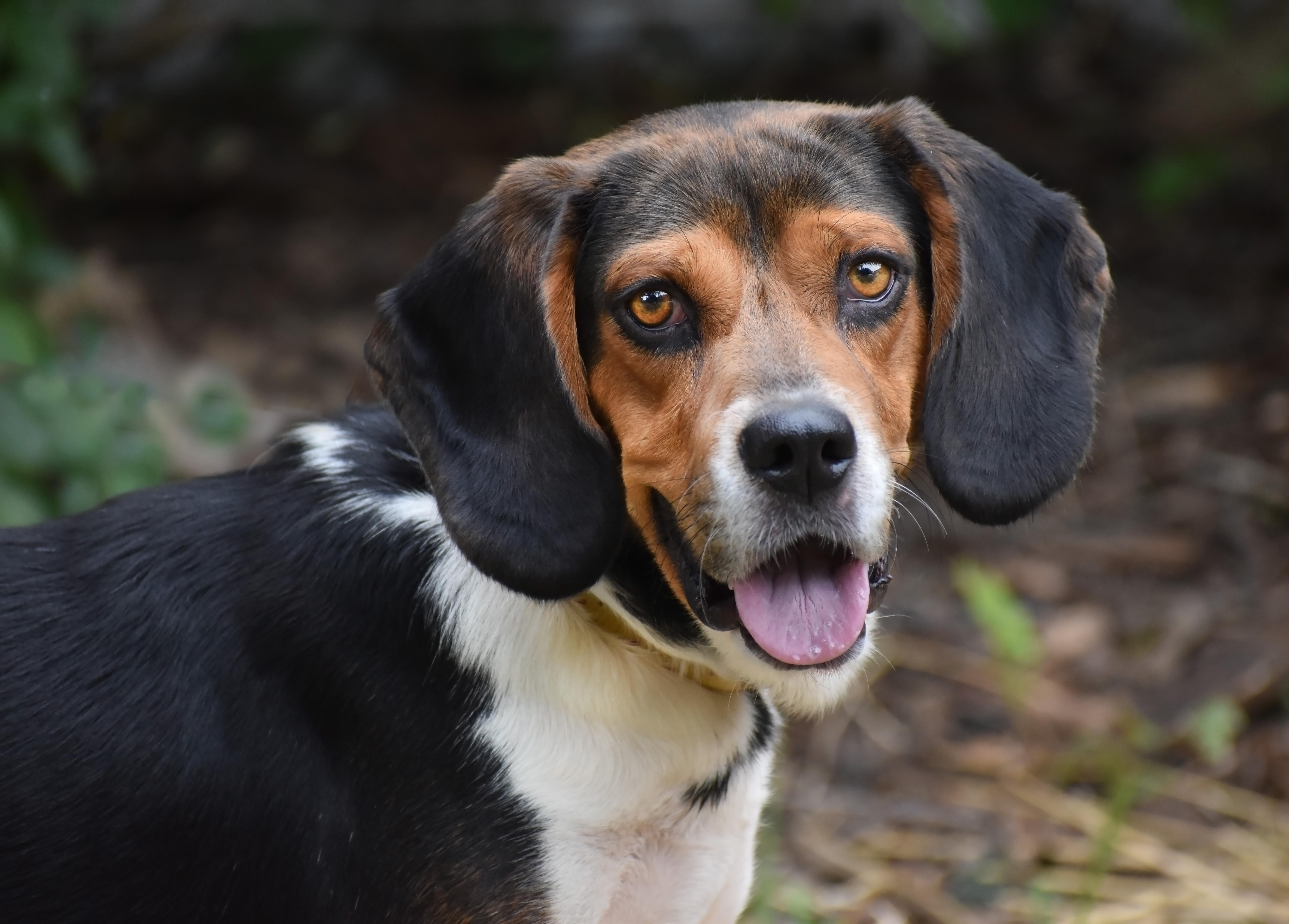 An adult medium-sized male Tricolor (Brown, Black, & White) Beagle dog named Arnold for adoption in Wood Dale, IL