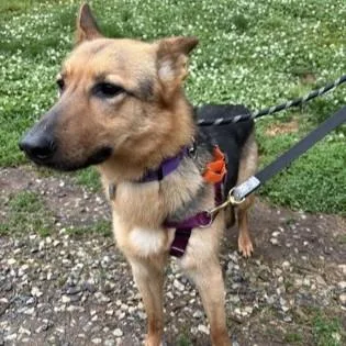 An adult medium-sized female Yellow / Tan / Blond / Fawn German Shepherd Dog dog named Princess for adoption in Phoenixville, PA