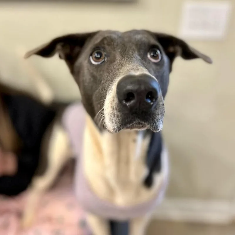 Celine Dion thumbnail 2