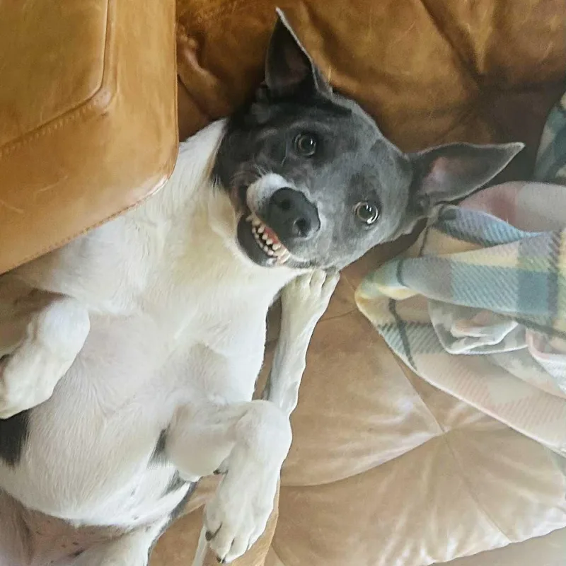 Celine Dion thumbnail 3