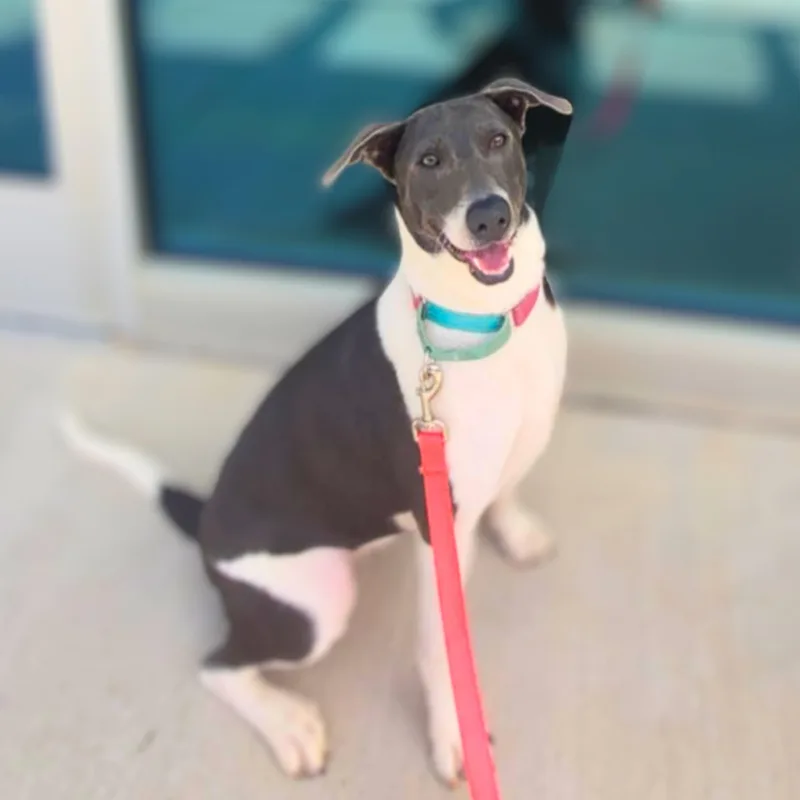 Celine Dion thumbnail 4