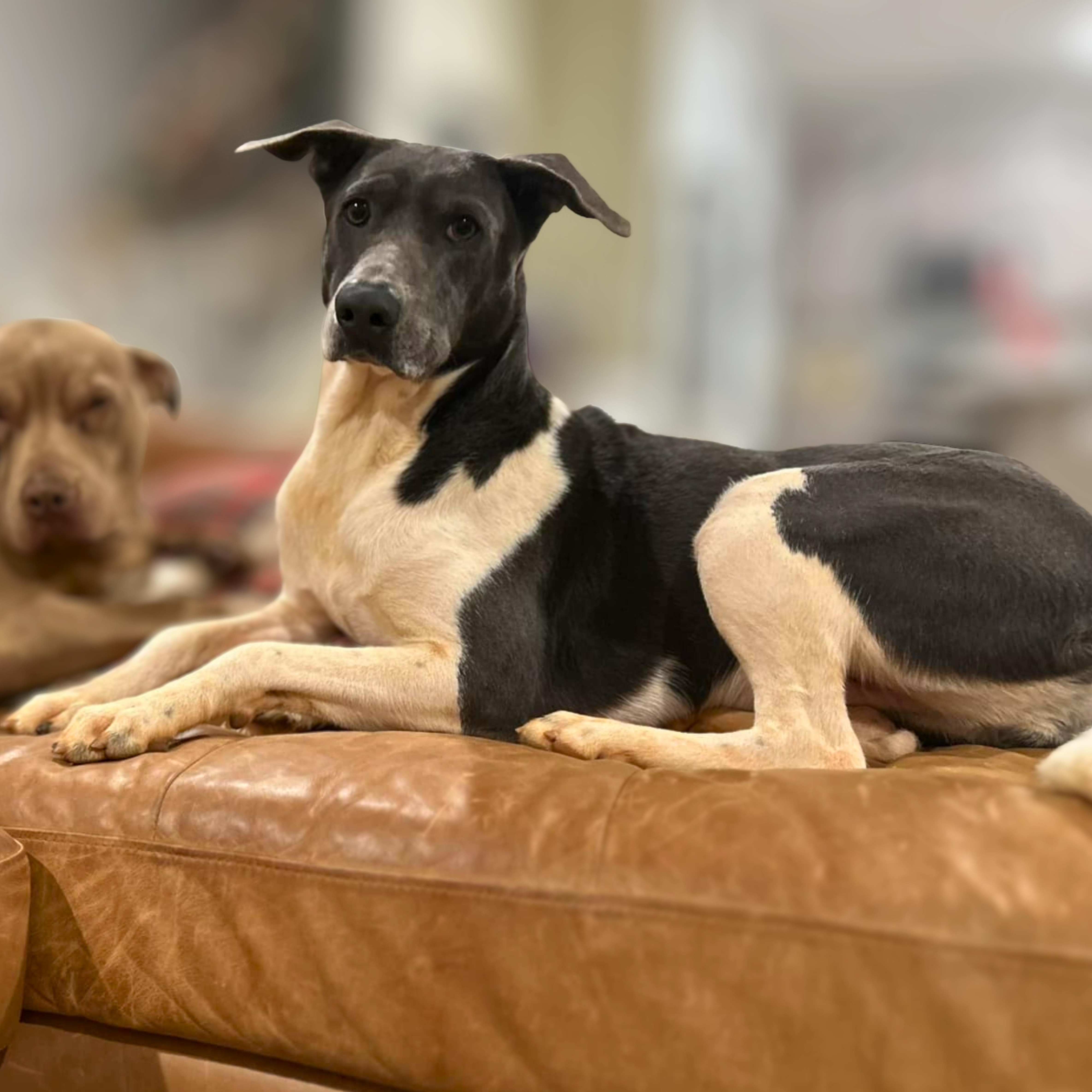 Celine Dion thumbnail 5