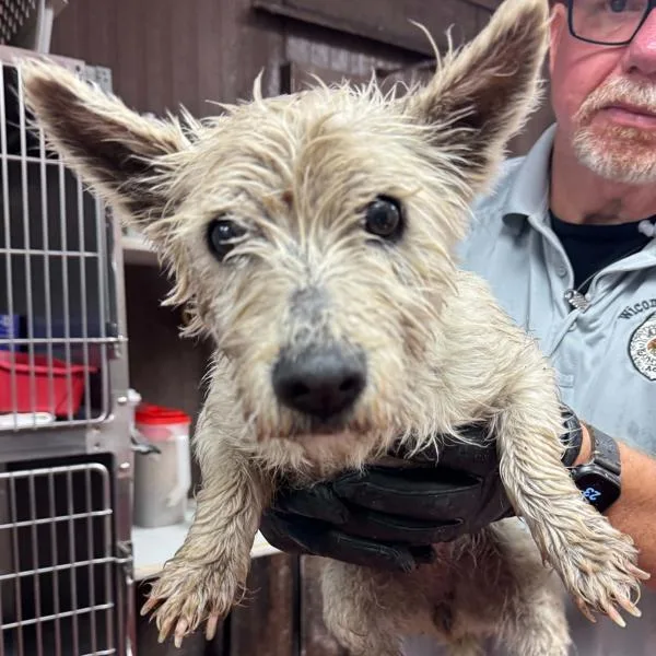 A senior small-sized female Terrier dog named Isabelle for adoption in Salisbury, MD
