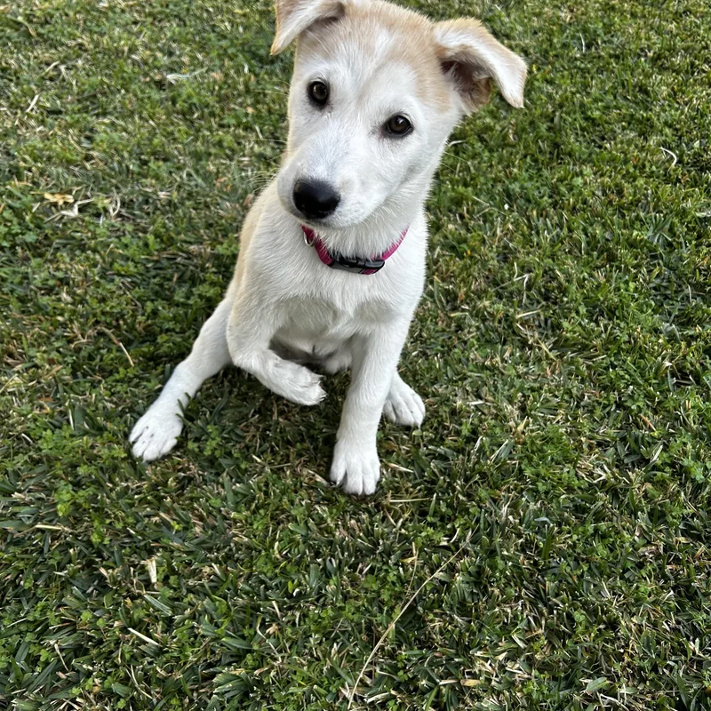 A baby small-sized female White / Cream Labrador Retriever dog named Abby for adoption in Hayward, CA