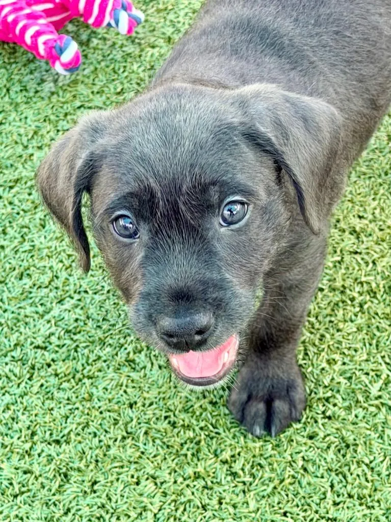 A baby large-sized male Hound dog named Ashby for adoption in Cape Coral, FL