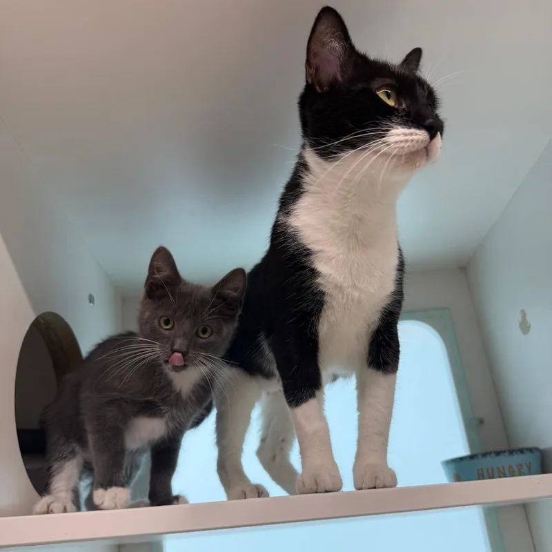 A baby small-sized male Gray / Blue / Silver Domestic Short Hair cat named Flurry for adoption in Branford, CT