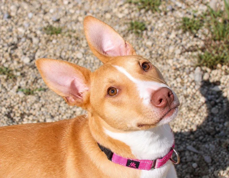 A baby medium-sized female Yellow / Tan / Blond / Fawn Mixed Breed dog named Gidget for adoption in Plain City, OH