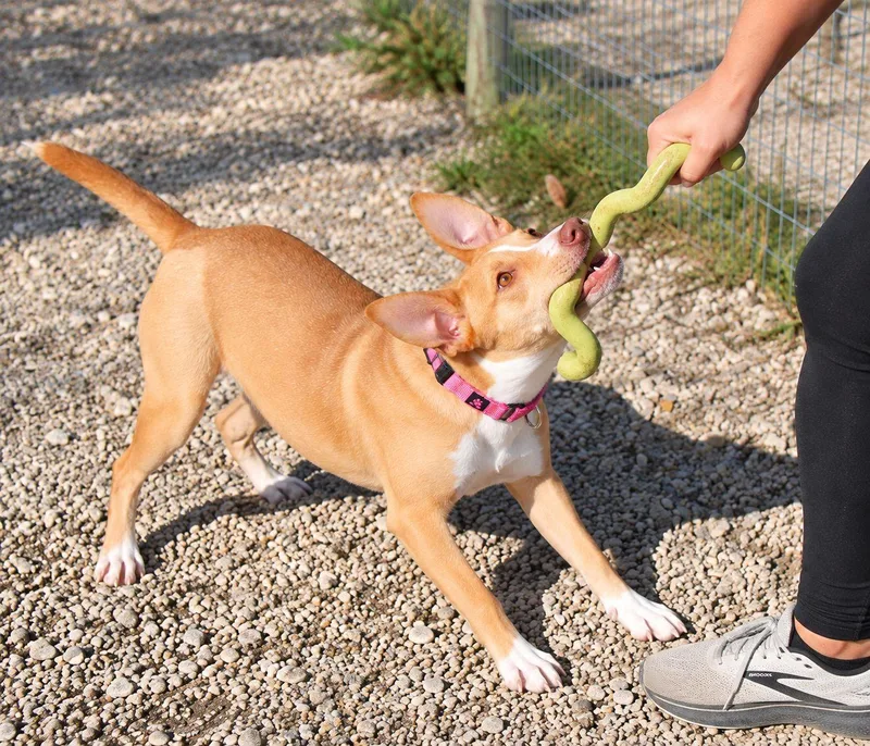 Gidget thumbnail 2