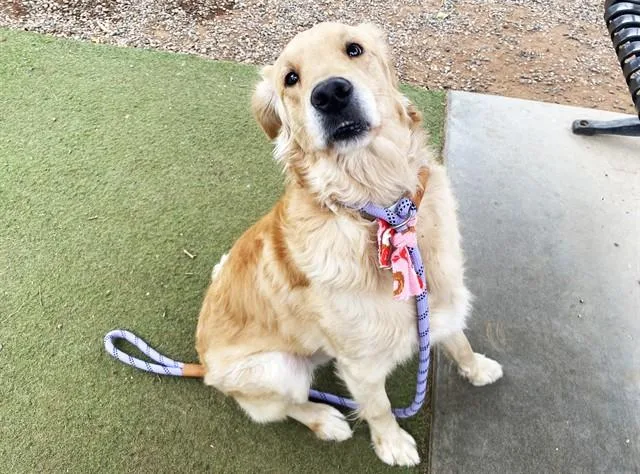 An adult large-sized male Golden Retriever dog named Paddington for adoption in Phoenix, AZ
