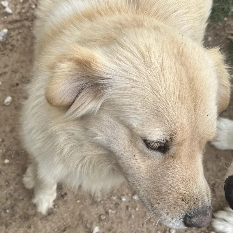 A young medium-sized female Yellow / Tan / Blond / Fawn Labrador Retriever dog named Sally Jessie HW for adoption in Brookshire, TX