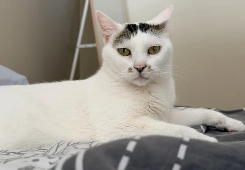 An adult small-sized female Domestic Short Hair cat named Mitsuki for adoption in Burbank, CA