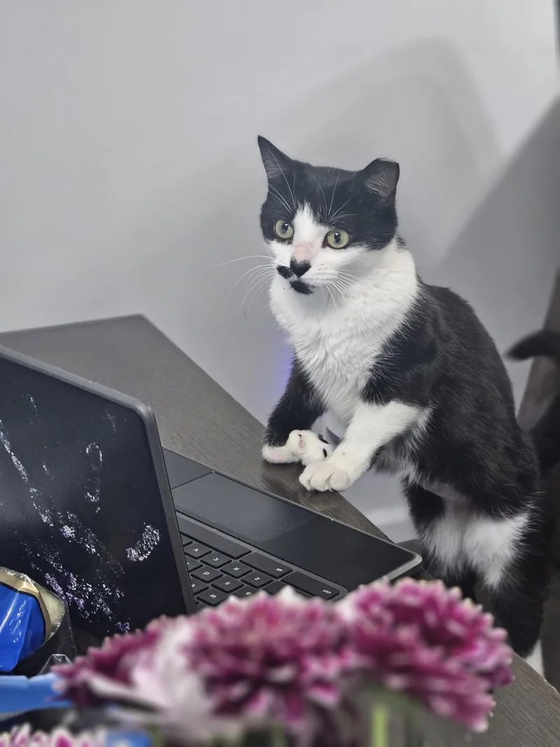 A baby medium-sized female Black & White / Tuxedo Domestic Short Hair cat named Shakira for adoption in Weehawken, NJ