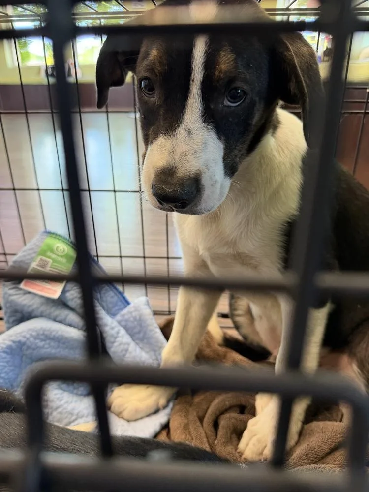 A baby medium-sized male Black Australian Shepherd dog named Woody "JUST ARRIVED" for adoption in Richardson, TX