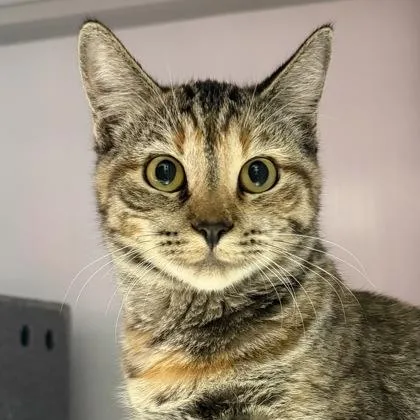 An adult small-sized female Domestic Short Hair cat named Twix for adoption in Phoenix, AZ