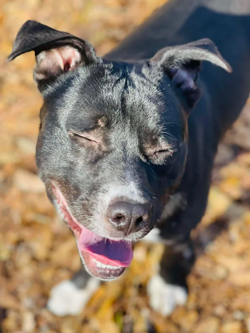 A young medium-sized male Mixed Breed dog named Dante for adoption in Covington, GA