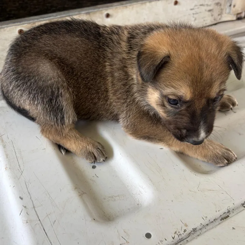 A baby small-sized male Brown / Chocolate Shepherd dog named Jt for adoption in Edinburg, TX