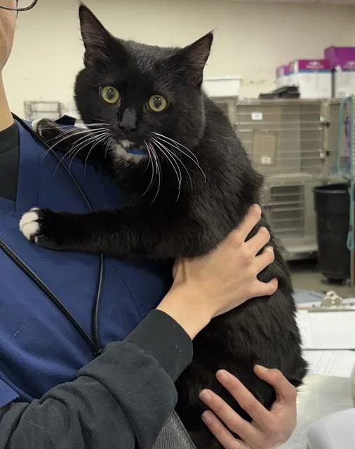A young large-sized male Domestic Medium Hair cat named Lucas for adoption in Upper Marlboro, MD