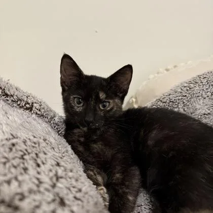 A baby small-sized female Domestic Short Hair cat named Tortie for adoption in Chamblee, GA