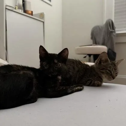 Tortie thumbnail 2