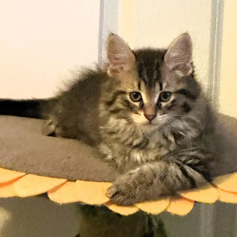 A baby small-sized male Brown / Chocolate Domestic Long Hair cat named Figaro for adoption in Michigan City, IN