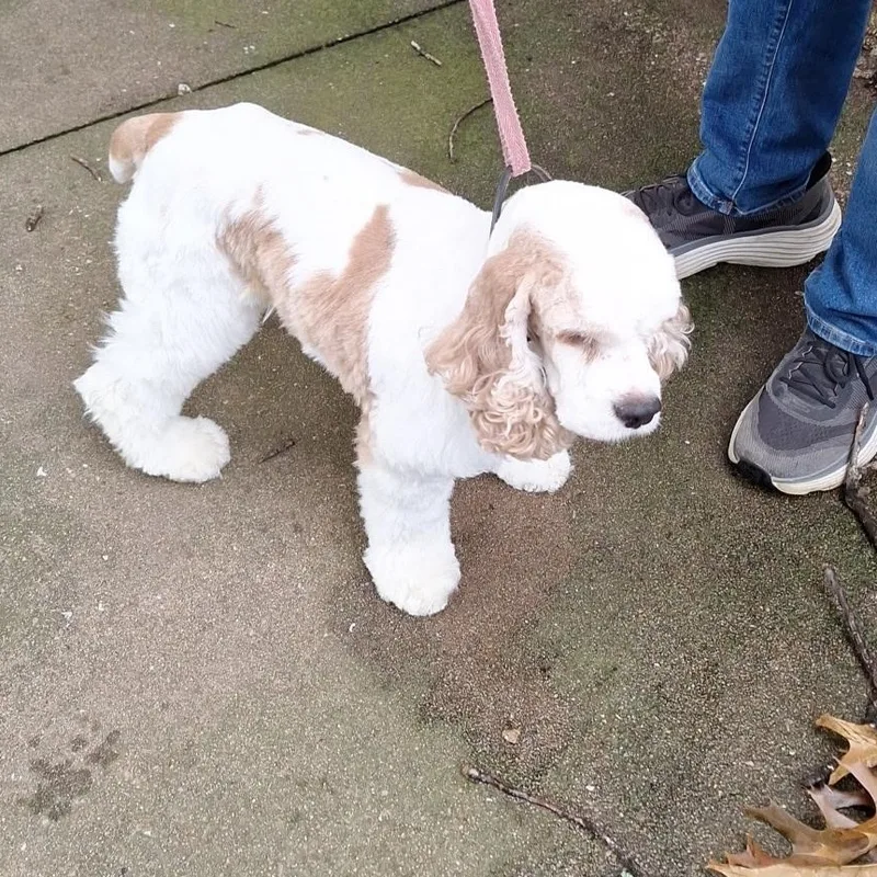 An adult small-sized male White / Cream Cocker Spaniel dog named Charlie for adoption in Grove, OK