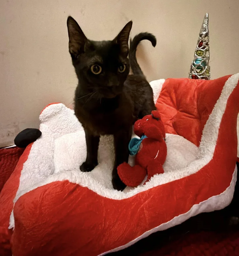 A young medium-sized male Domestic Short Hair cat named Leo for adoption in Terre Haute, IN