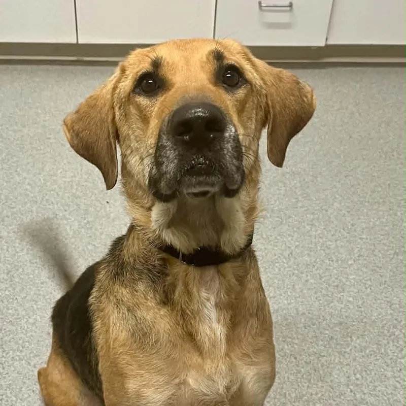 An adult medium-sized female Hound dog named Tia for adoption in Moundsville, WV