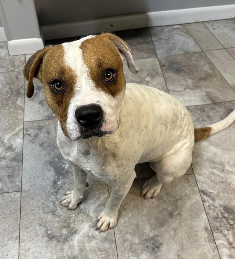 An adult large-sized male Boxer dog named Tanner for adoption in Rochester, IN