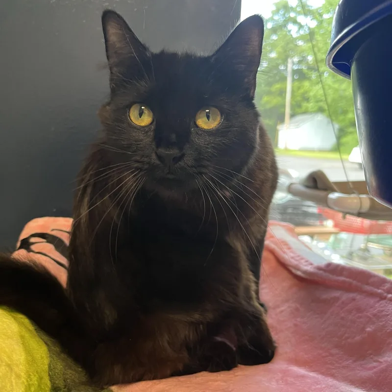 A young medium-sized female Black Domestic Short Hair cat named Espresso for adoption in North Haven, CT