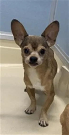 A senior small-sized male Chihuahua dog named Pixel for adoption in Tucson, AZ
