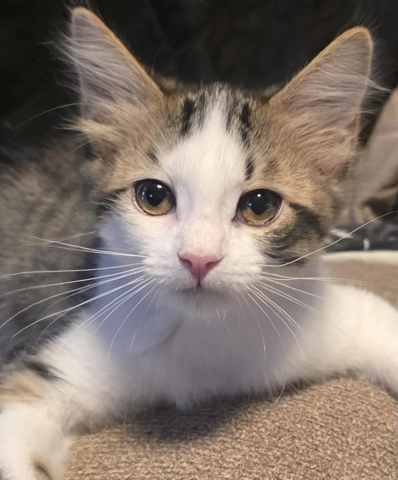 A baby medium-sized female Tabby cat named GwendalinG for adoption in North Highlands, CA