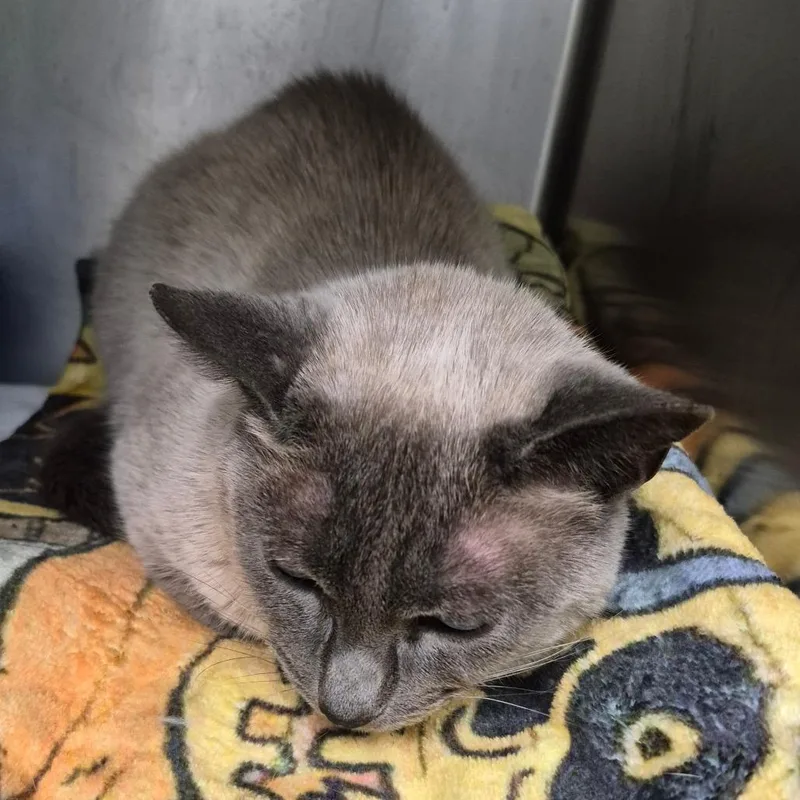An adult medium-sized female Siamese cat named Eva for adoption in Oak Ridge, TN