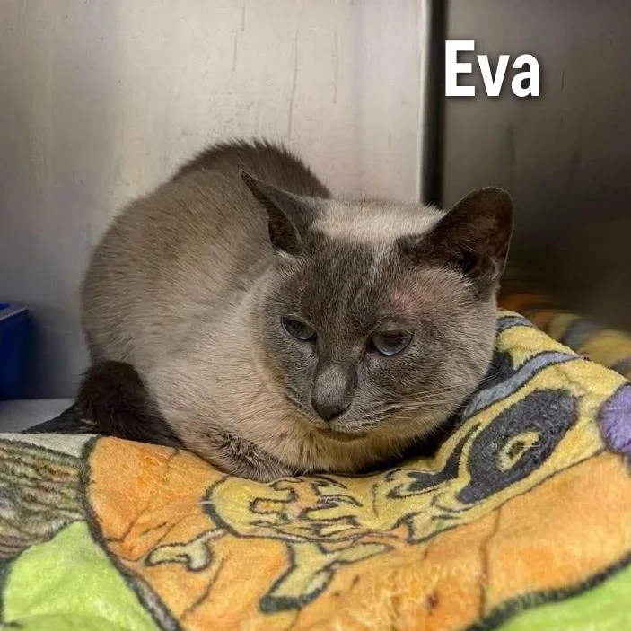 Eva thumbnail 2