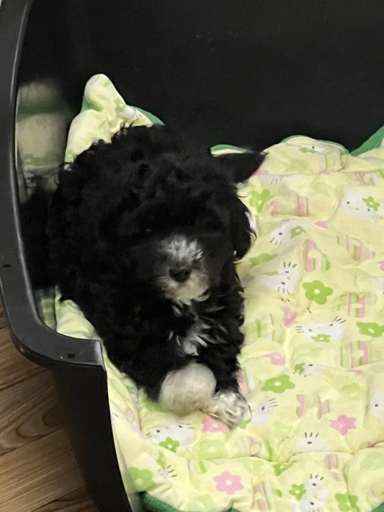 A baby small-sized male Tricolor (Brown, Black, & White) Havanese dog named Louie for adoption in Waterloo, IL