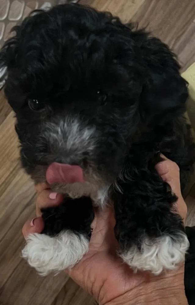 Louie thumbnail 3