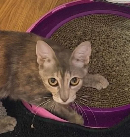 A young medium-sized female Tabby cat named Sapphire for adoption in Waxahachie, TX
