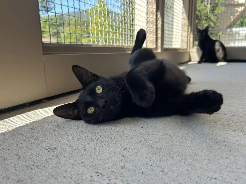 A young medium-sized male Black Domestic Short Hair cat named Larkin for adoption in Arlington, VT