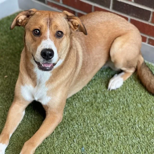 A young large-sized female Mixed Breed dog named Kimi for adoption in Edmond, OK