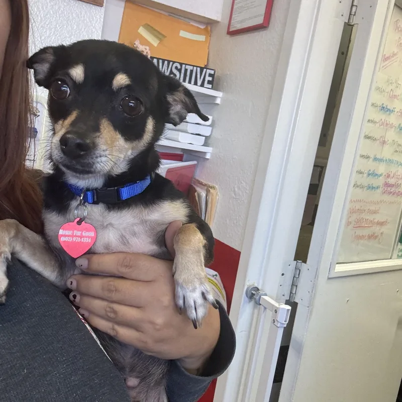 An adult small-sized male Chihuahua dog named Tiny for adoption in Phoenix, AZ