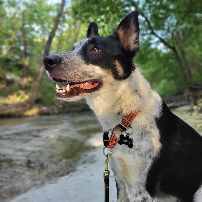An adult medium-sized male Australian Cattle Dog / Blue Heeler dog named Emrys for adoption in Colleyville, TX
